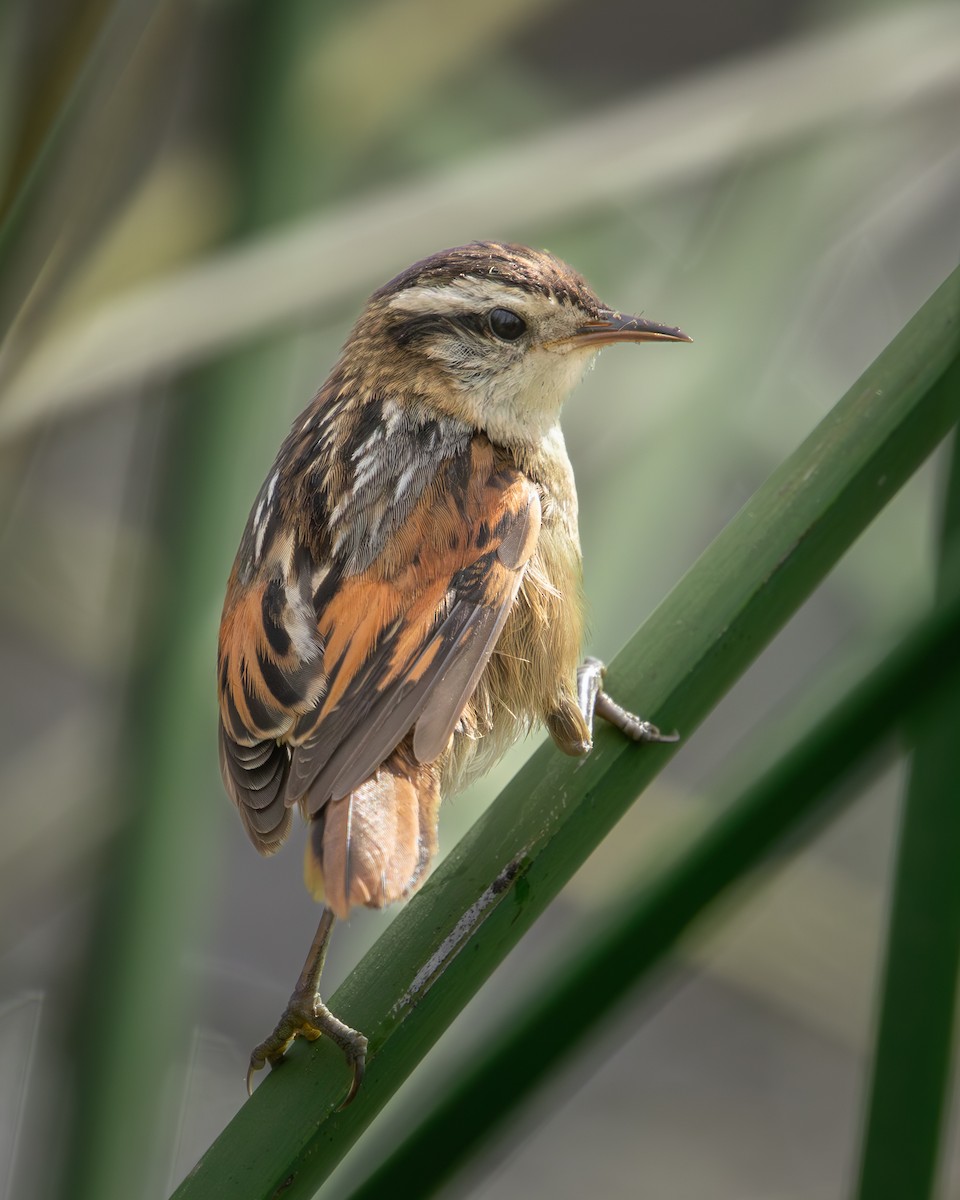 Wren-like Rushbird - ML620351956