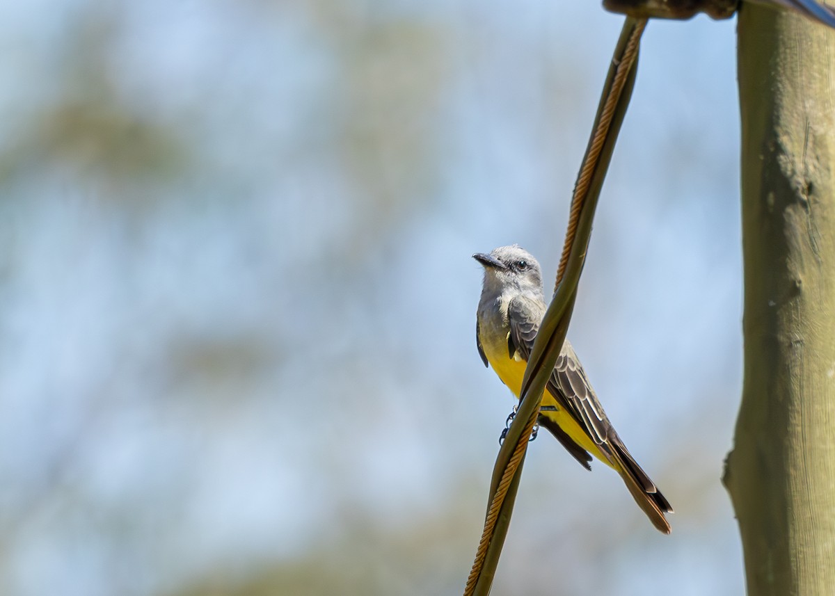 Tropical Kingbird - ML620351961