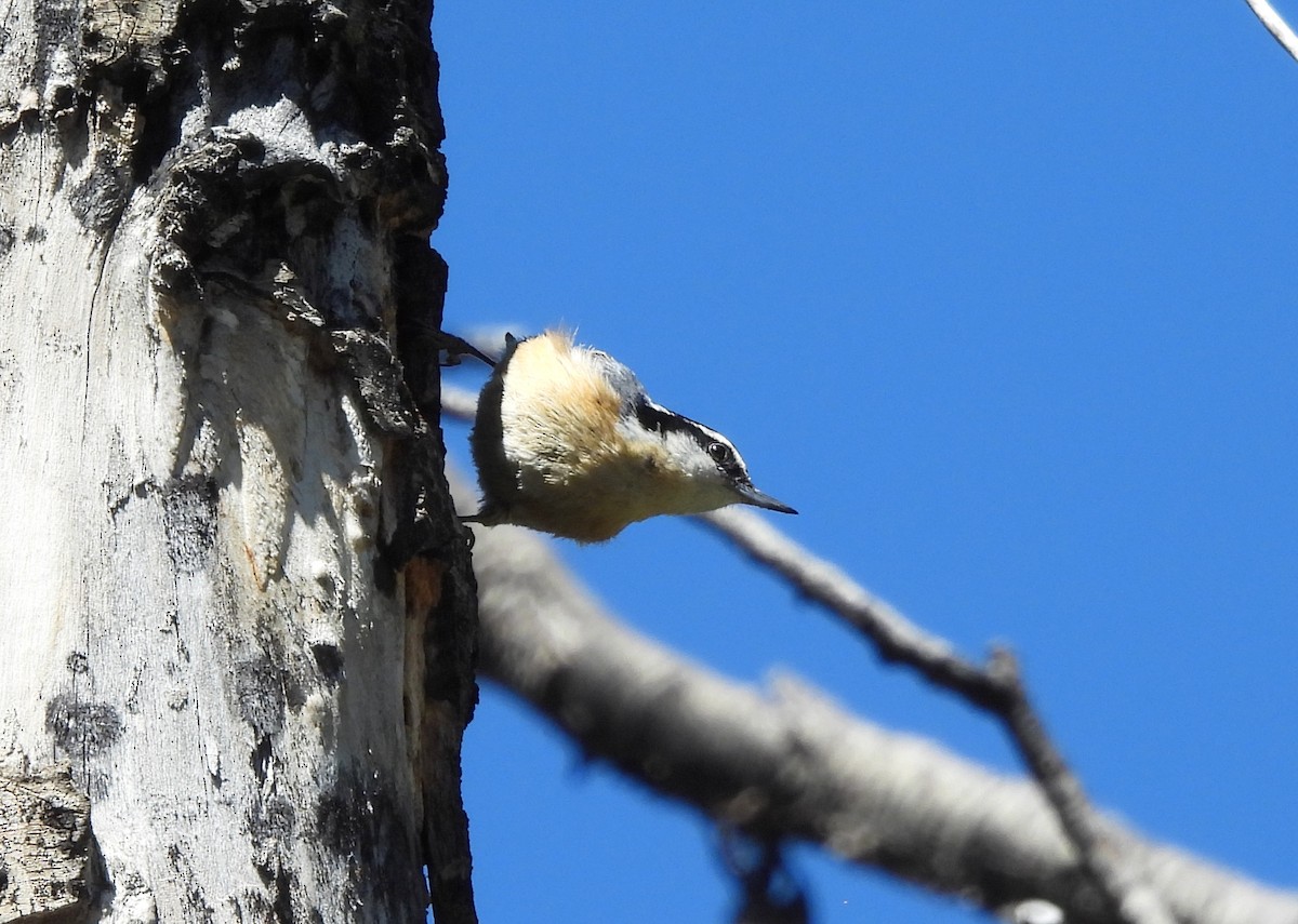 Red-breasted Nuthatch - ML620351966