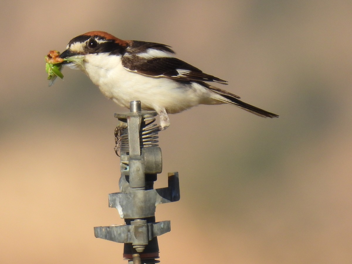 Woodchat Shrike - ML620351968