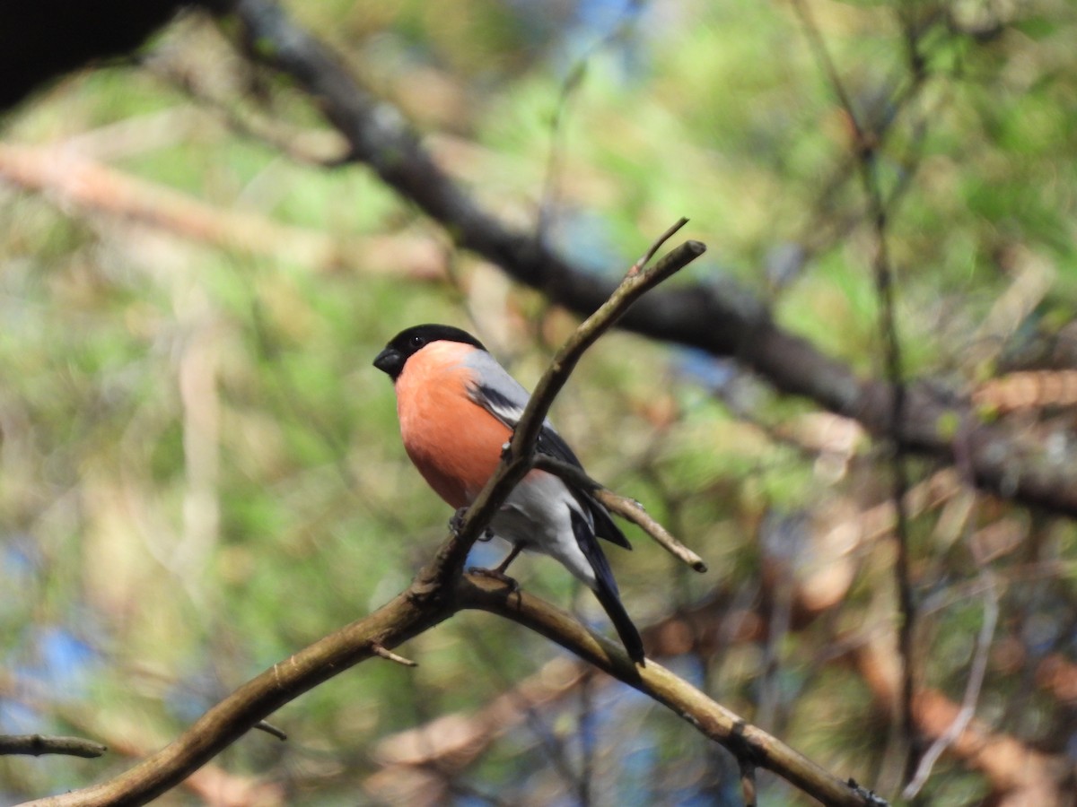 Eurasian Bullfinch - ML620351970