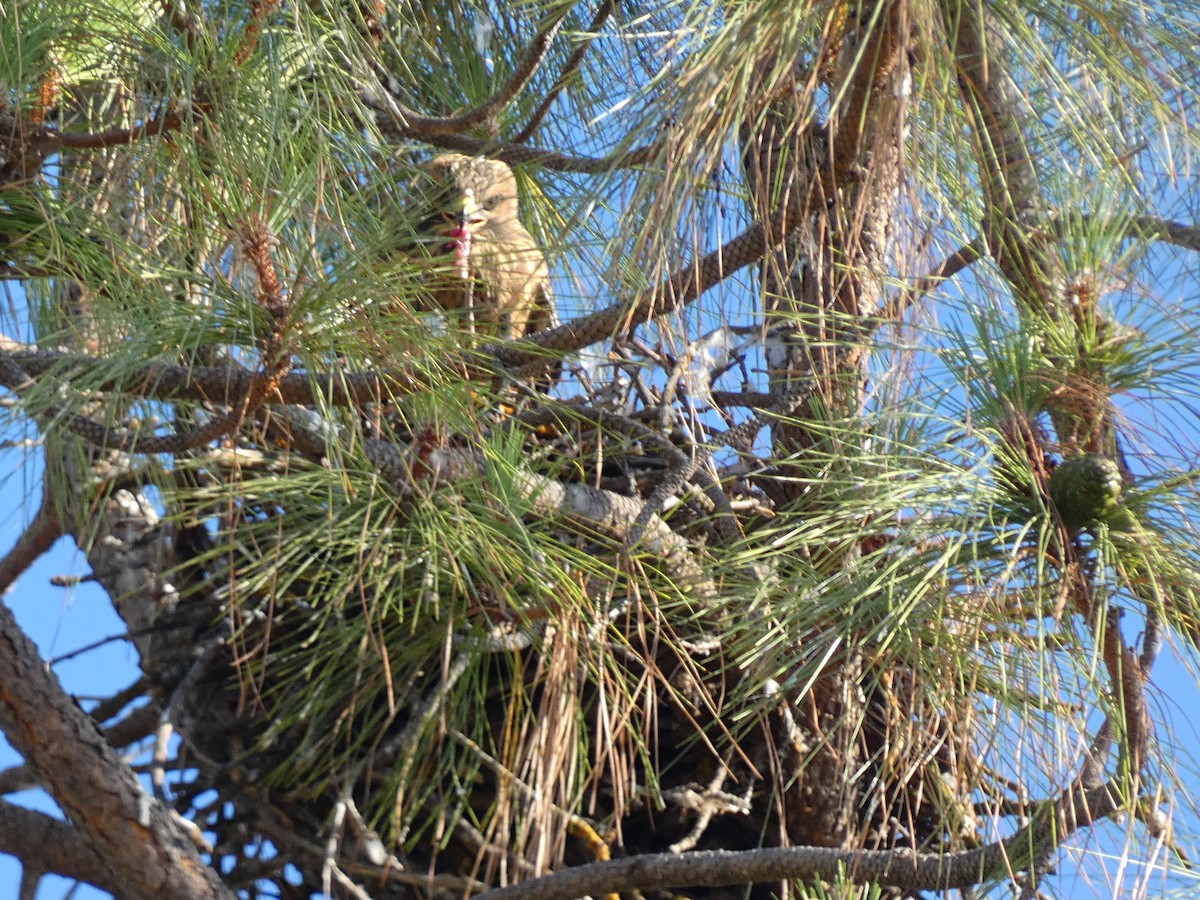 Red-shouldered Hawk (elegans) - ML620351972