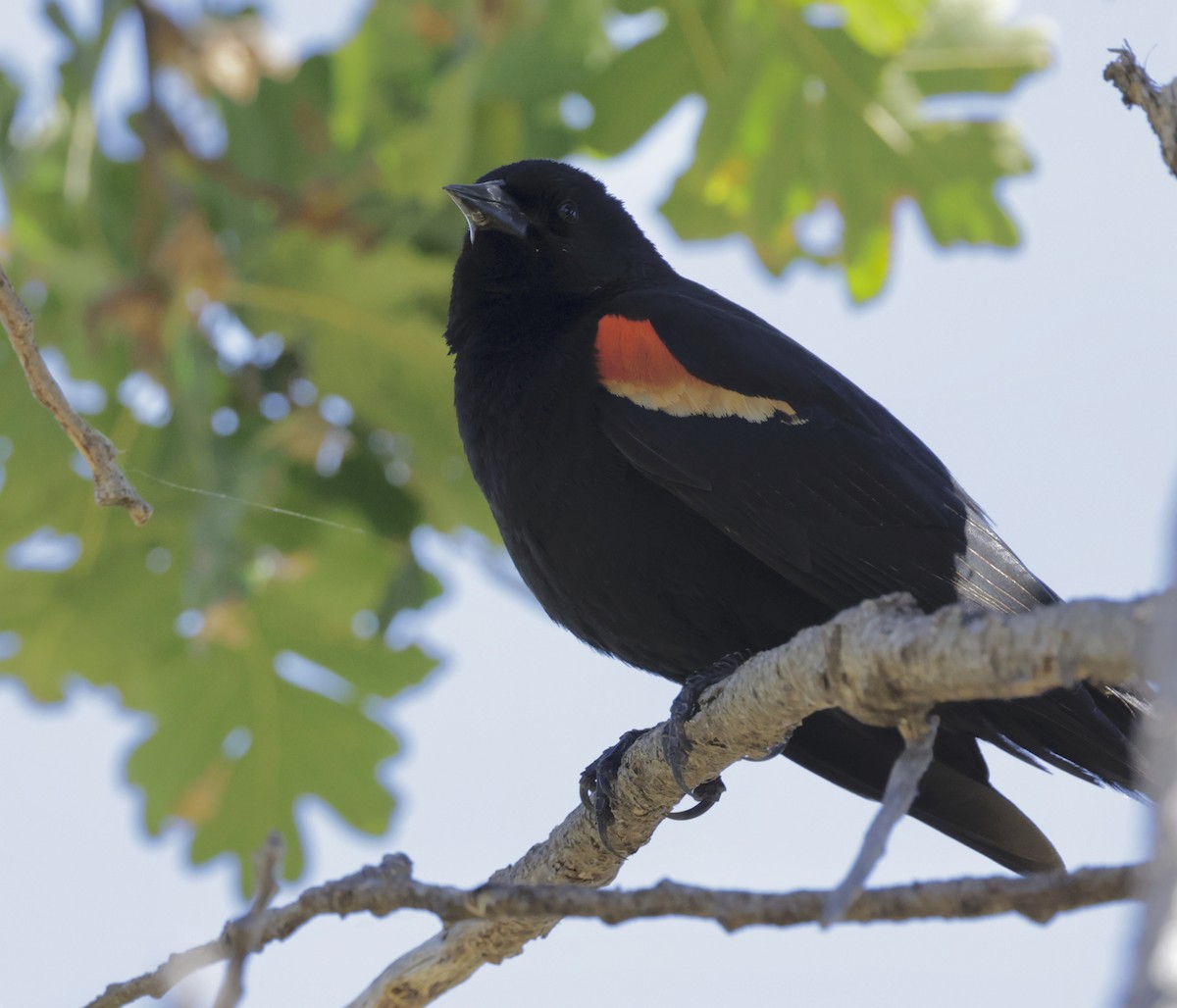 Red-winged Blackbird - Greg Plowman