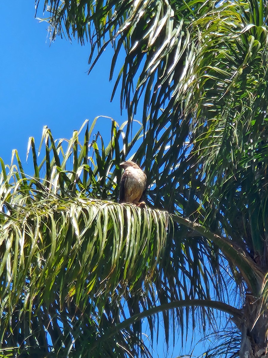 Red-tailed Hawk - ML620351982