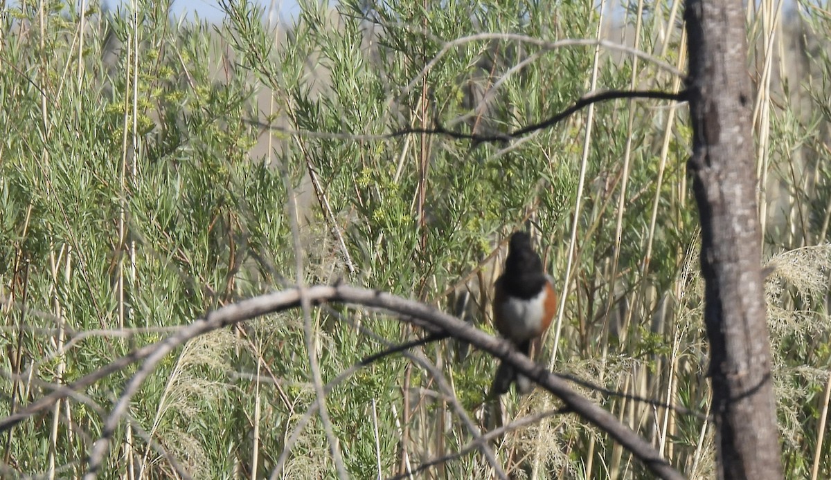 Spotted Towhee - ML620351983
