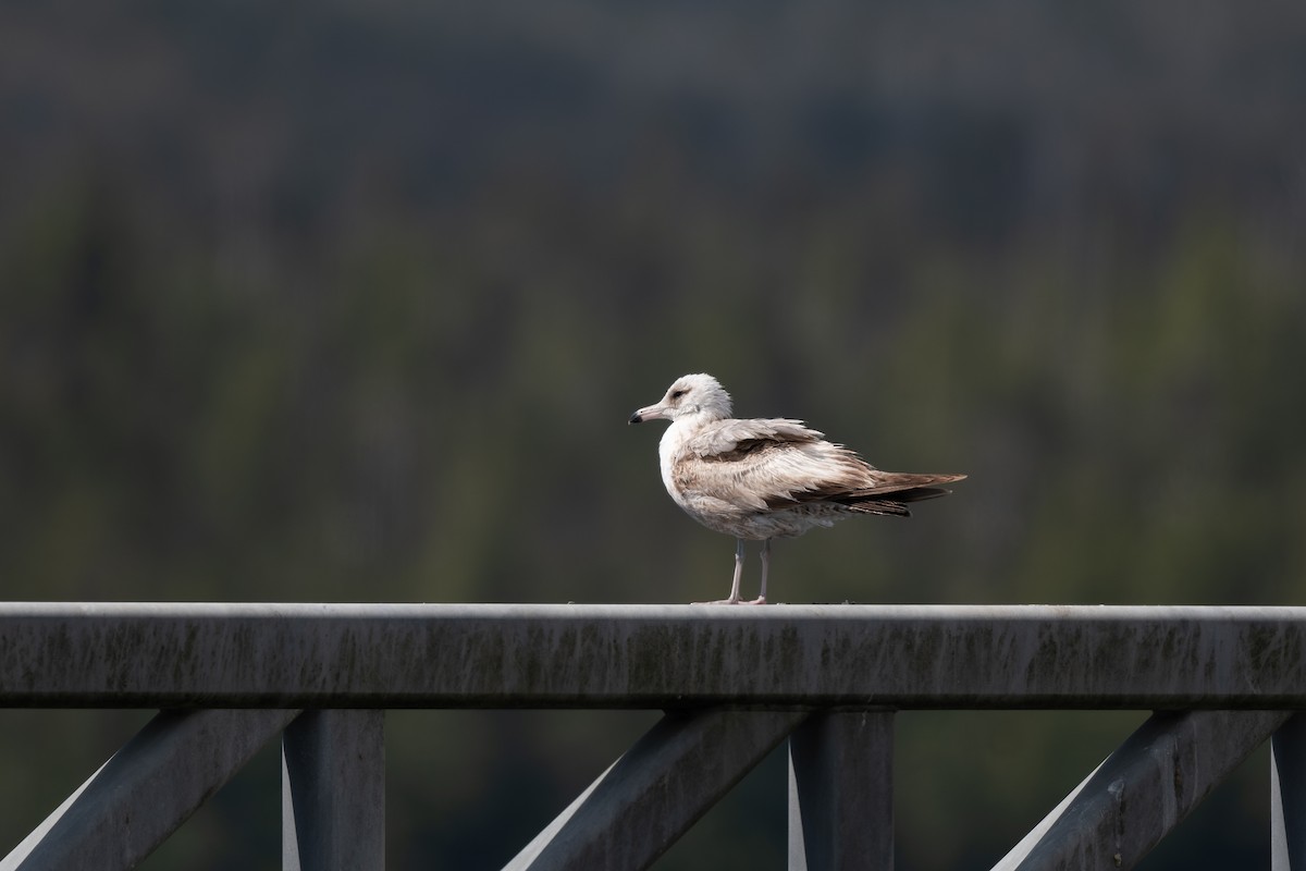 Gaviota Californiana - ML620351997