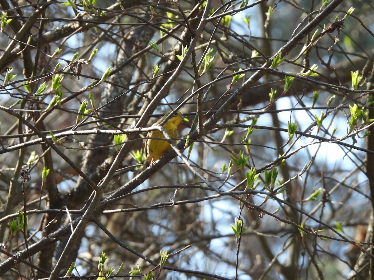 Yellowhammer - ML620352000