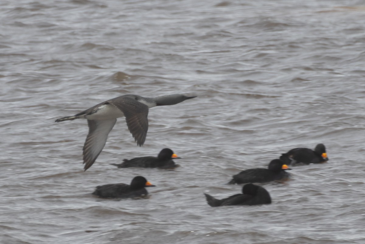 Red-throated Loon - ML620352008