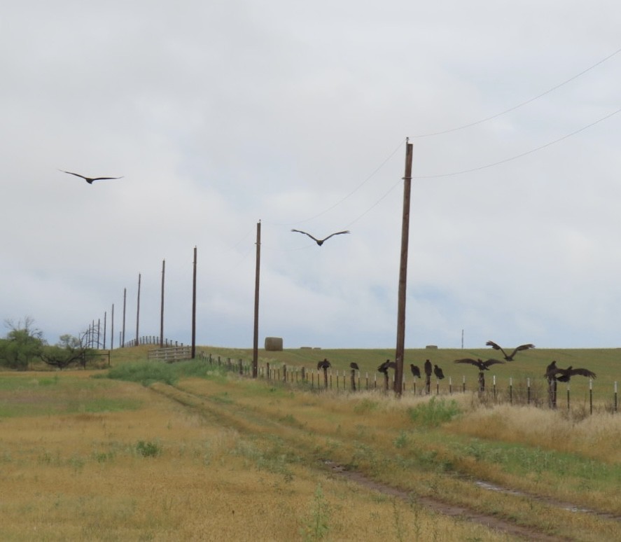 Turkey Vulture - ML620352024