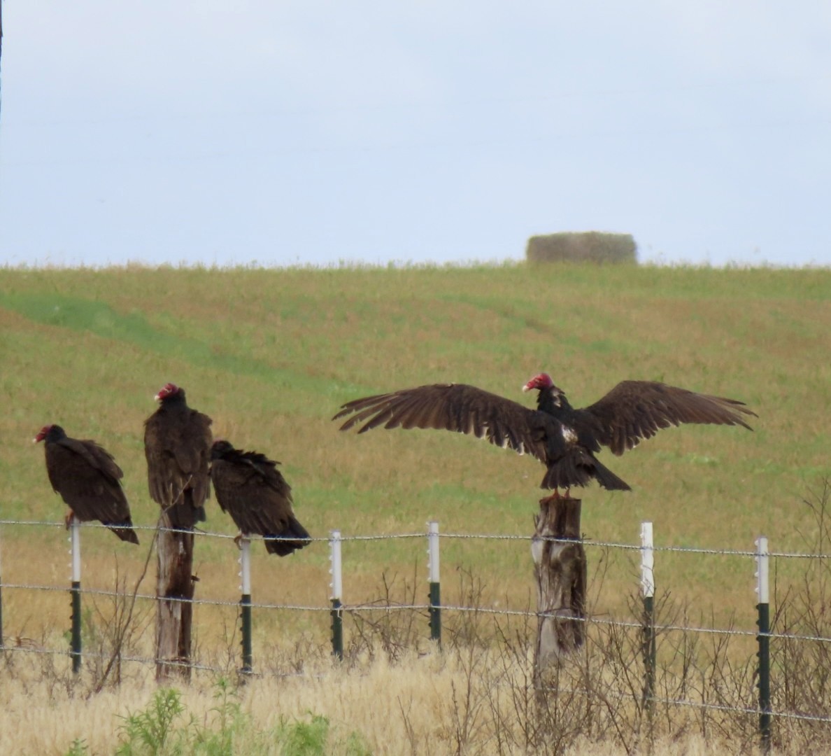 Turkey Vulture - ML620352025