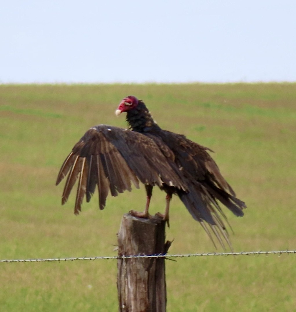 Turkey Vulture - ML620352026