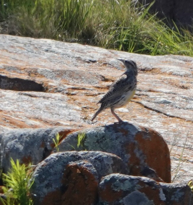 Western/Eastern Meadowlark - ML620352033