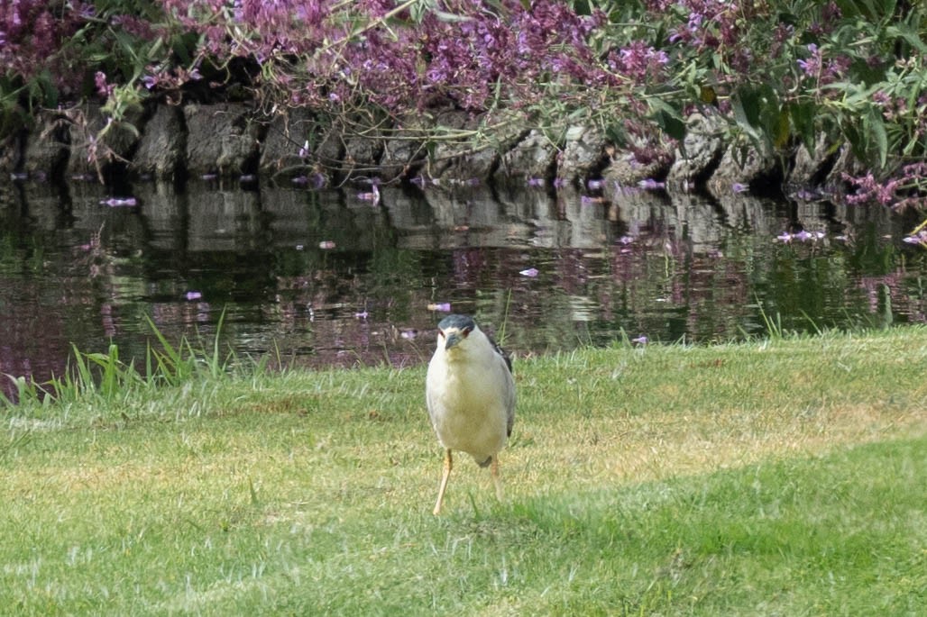 Black-crowned Night Heron - ML620352037