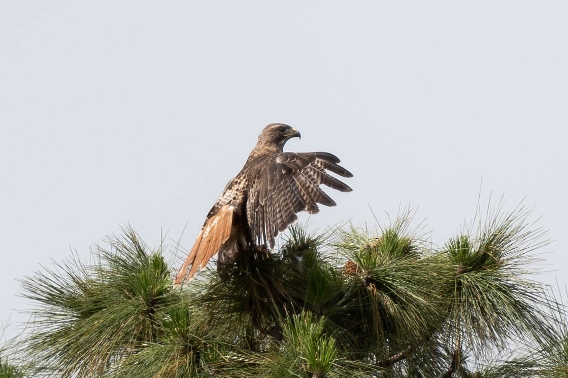 Red-tailed Hawk - ML620352039