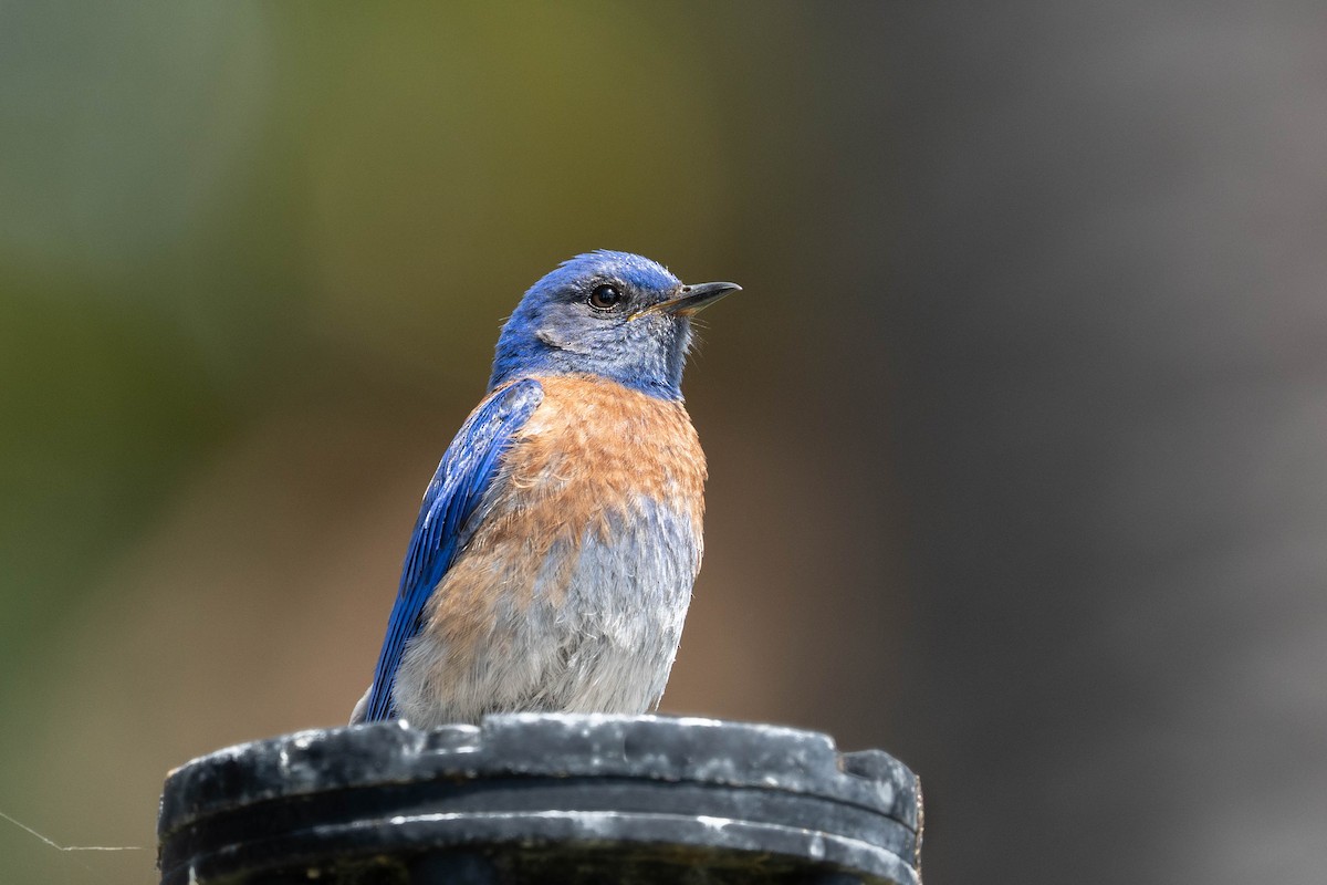 Western Bluebird - ML620352050