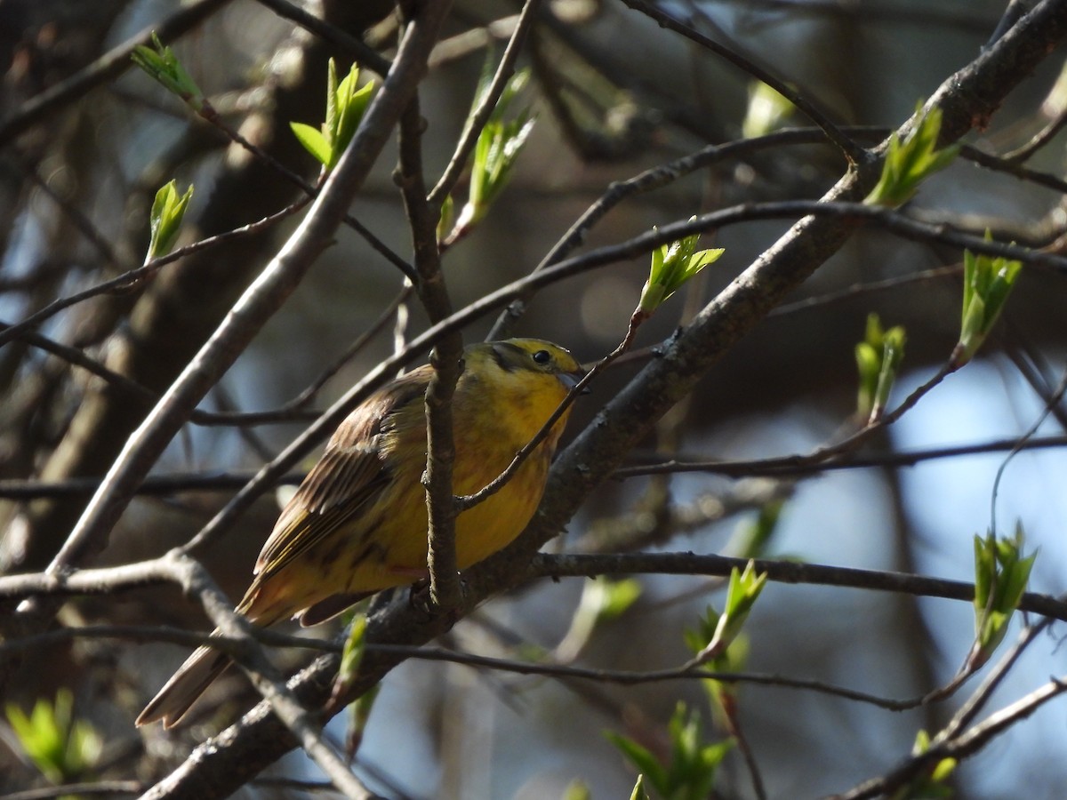 Yellowhammer - ML620352052