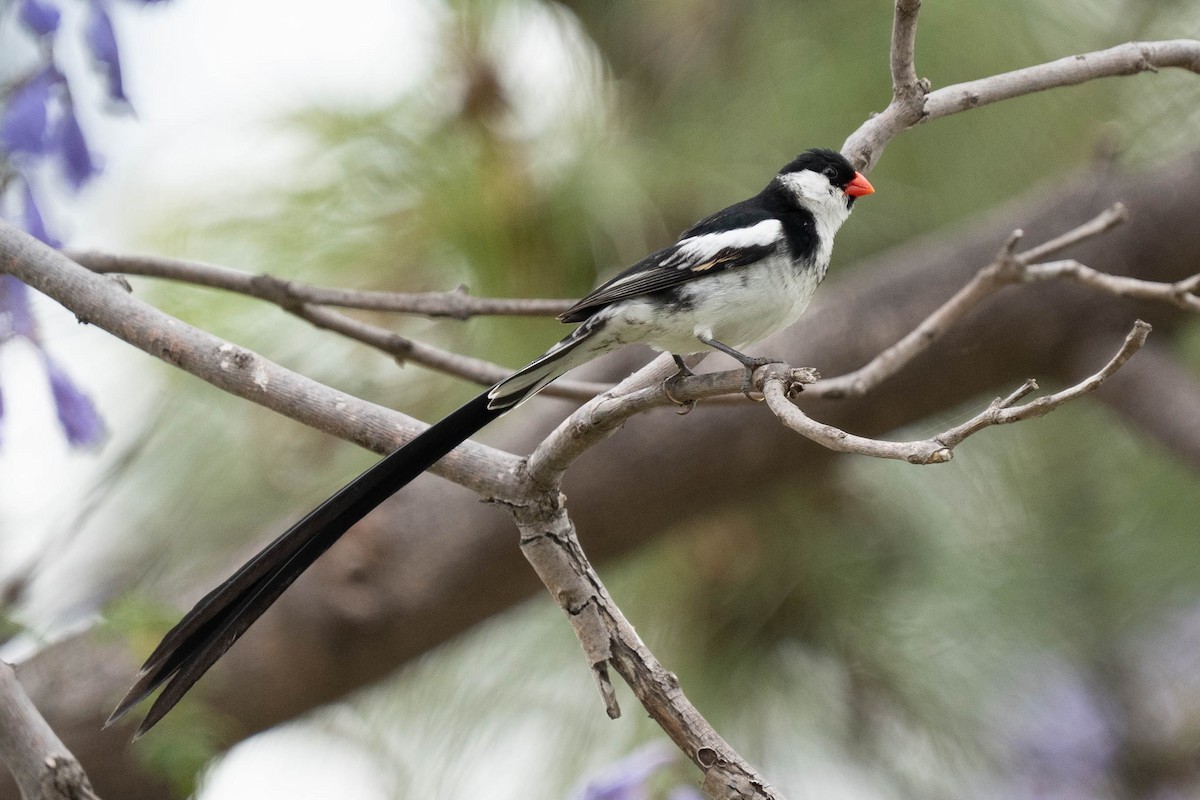 Pin-tailed Whydah - ML620352053