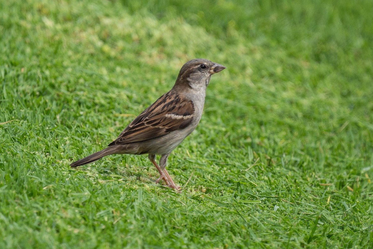 House Sparrow - ML620352056