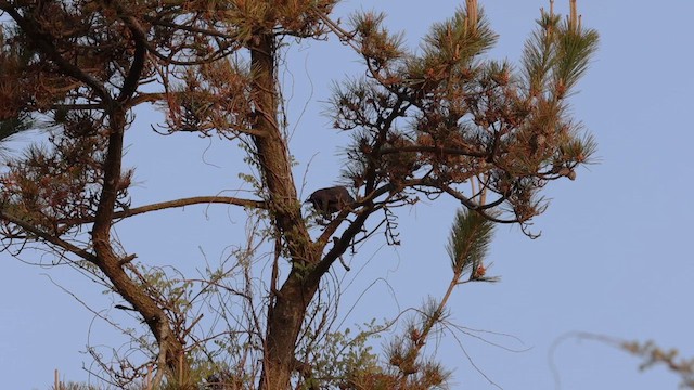 Black Wood-Pigeon - ML620352066