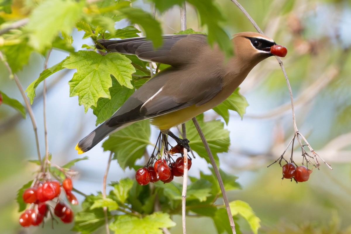 Cedar Waxwing - ML620352079