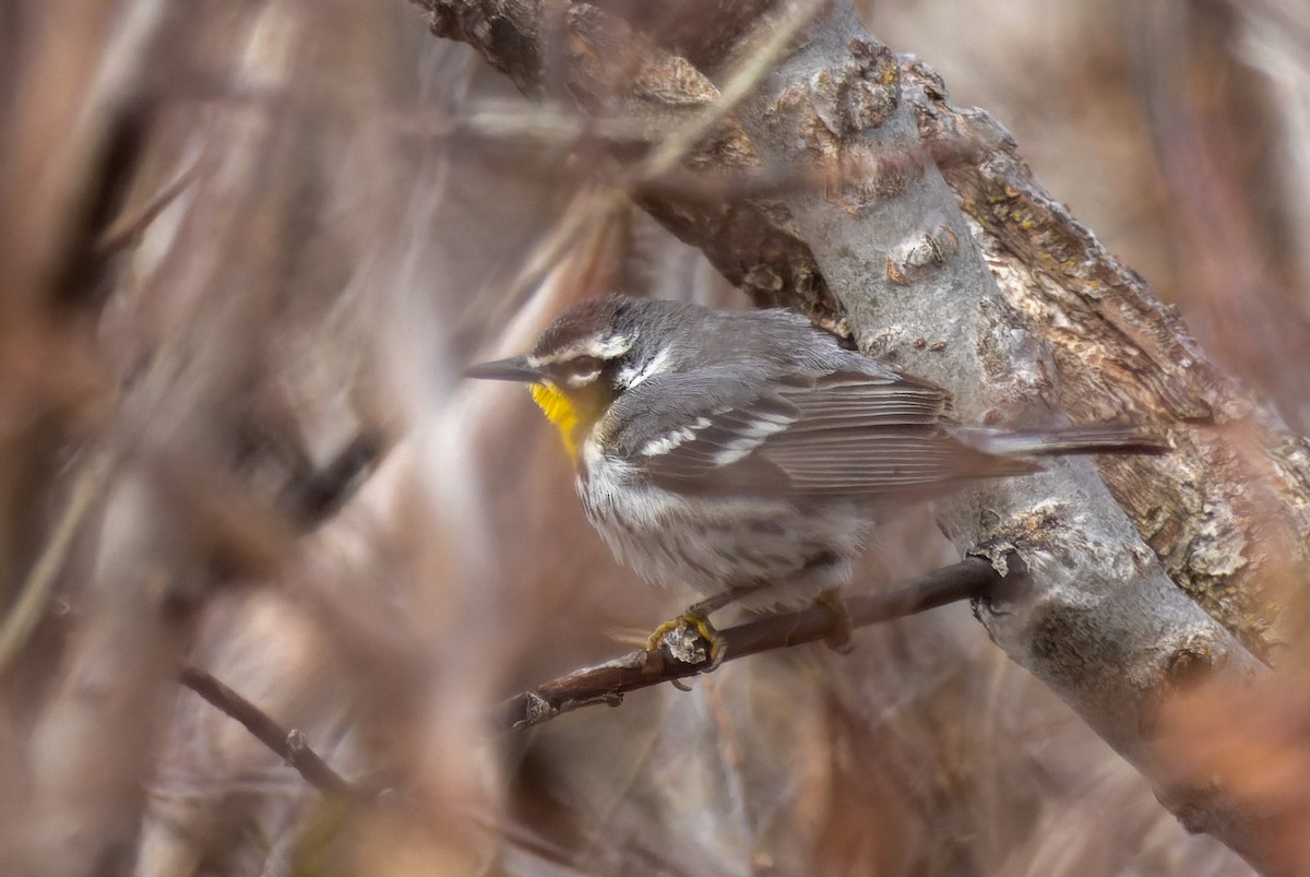 Yellow-throated Warbler - ML620352096