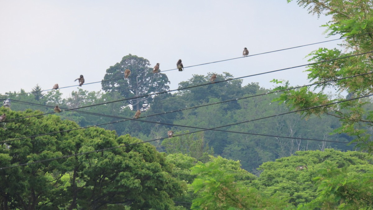 White-cheeked Starling - ML620352111