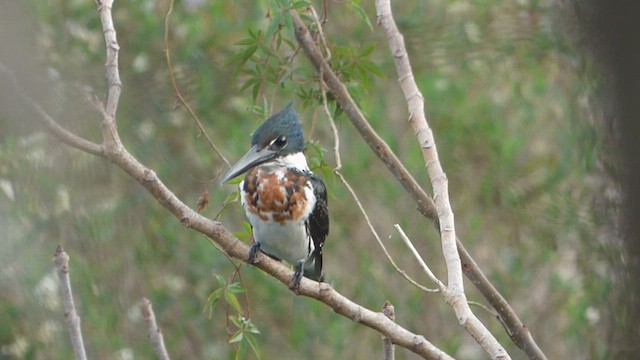 Amazon Kingfisher - ML620352135