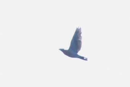 Полосатохвостый голубь - ML620352140