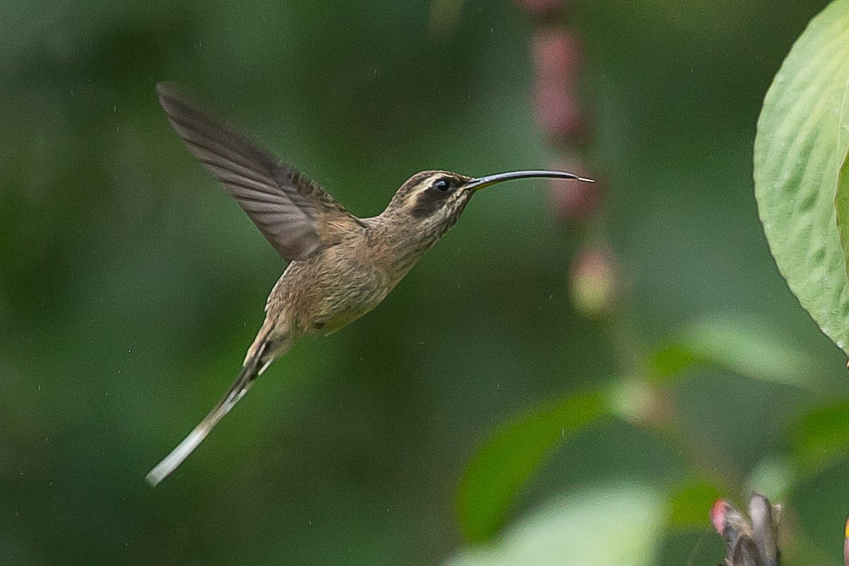 kolibřík temnohrdlý - ML620352155