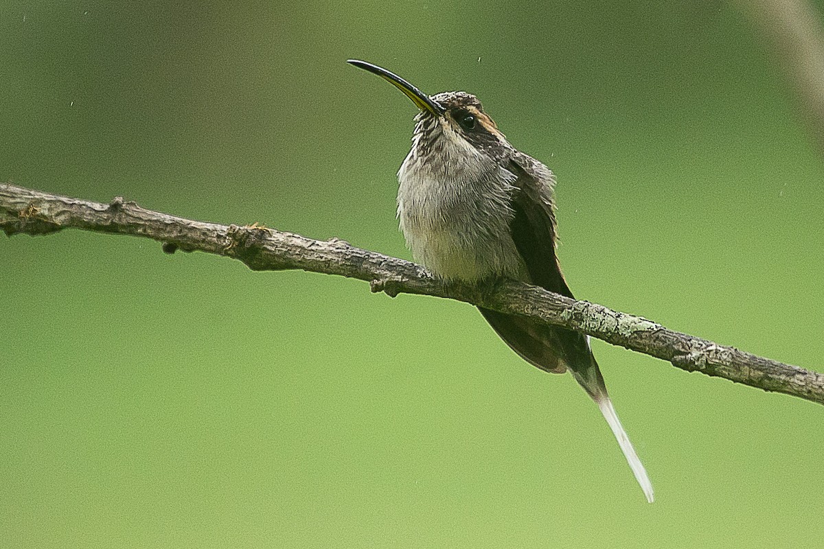 Scale-throated Hermit - ML620352163