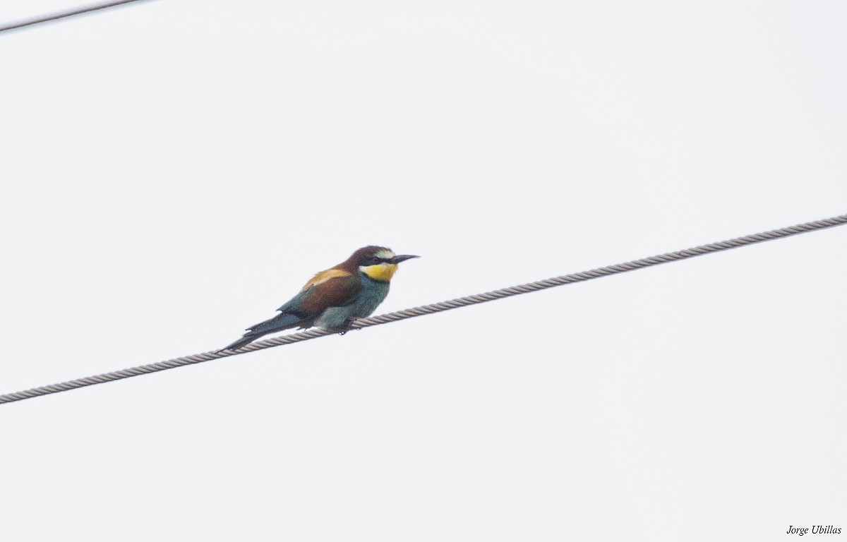 European Bee-eater - ML620352164