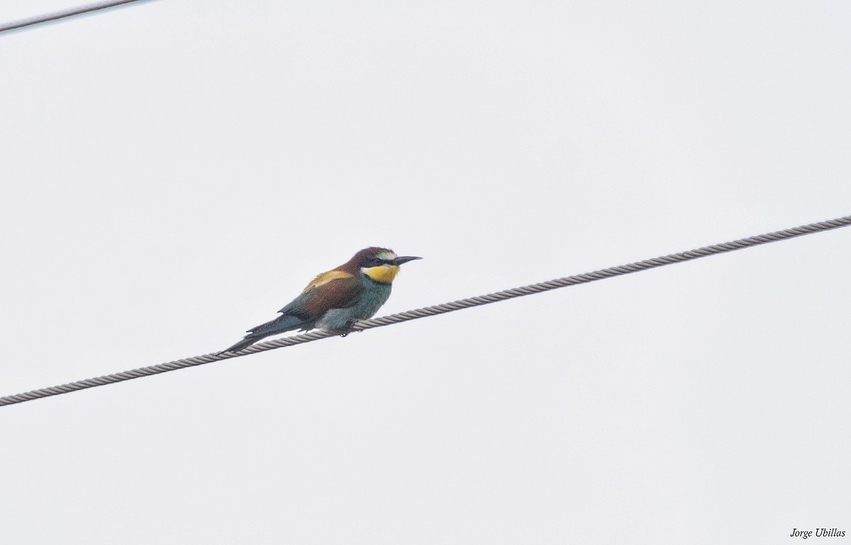 European Bee-eater - ML620352166