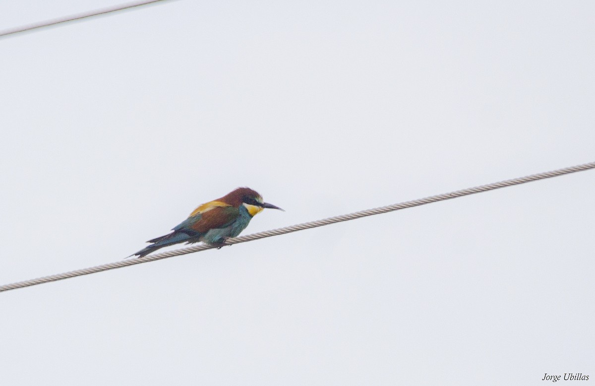 European Bee-eater - ML620352167
