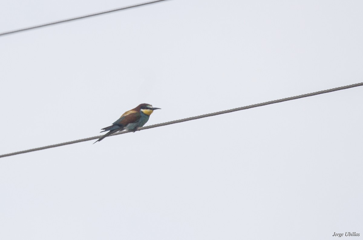 European Bee-eater - ML620352168