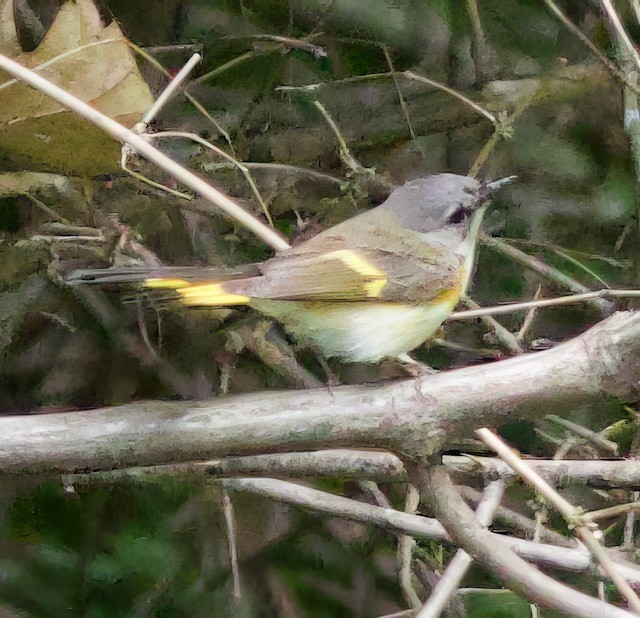 American Redstart - ML620352171