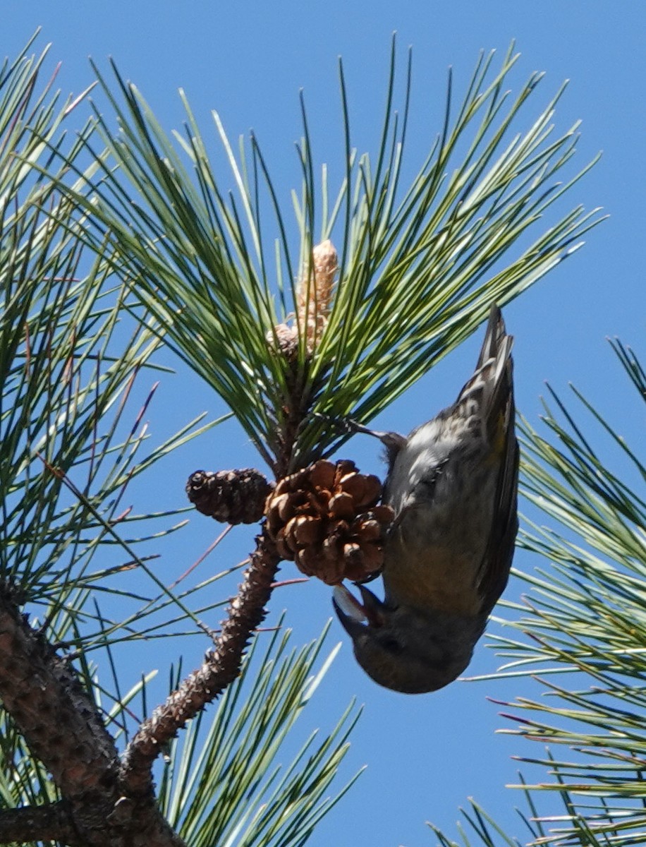 Red Crossbill - ML620352173