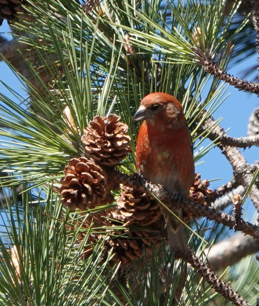 Bec-croisé des sapins - ML620352176