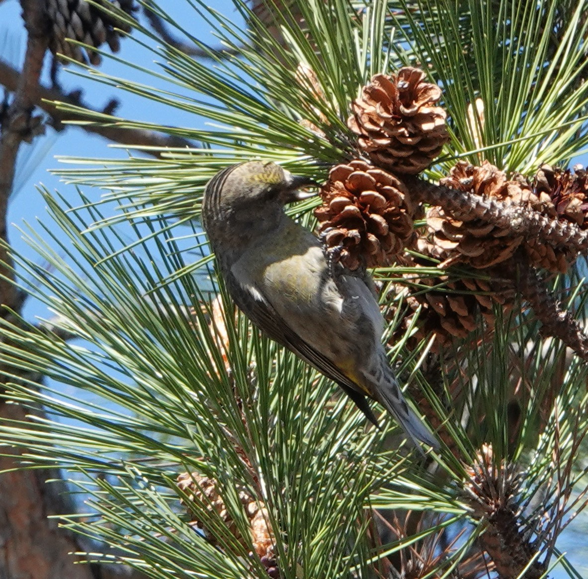 Red Crossbill - ML620352177