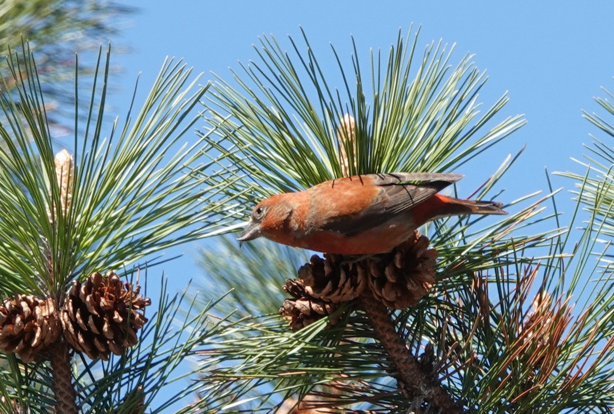 Red Crossbill - ML620352178