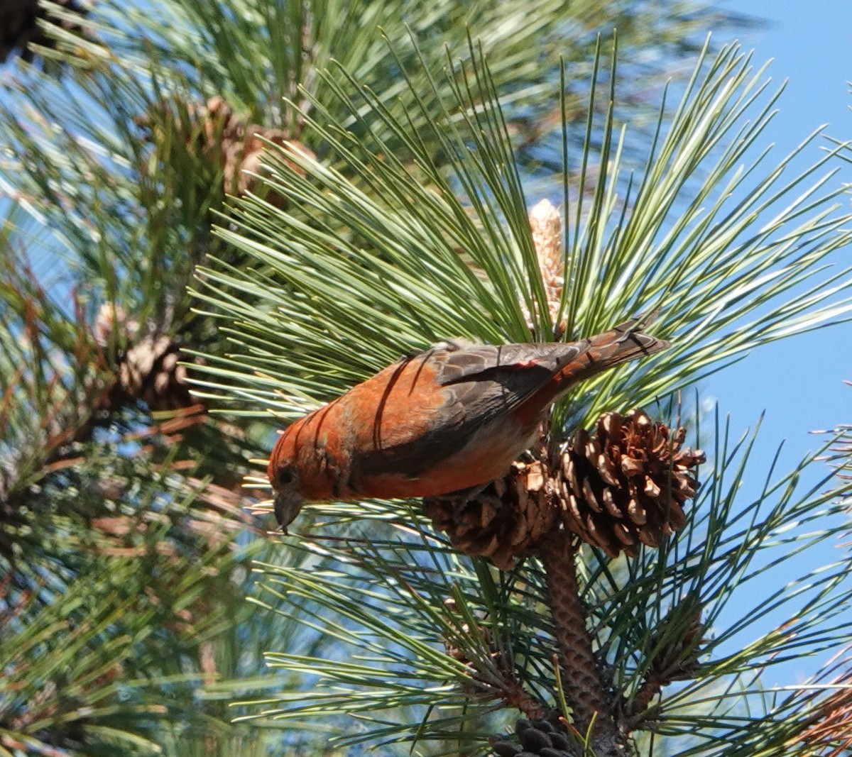 Bec-croisé des sapins - ML620352179