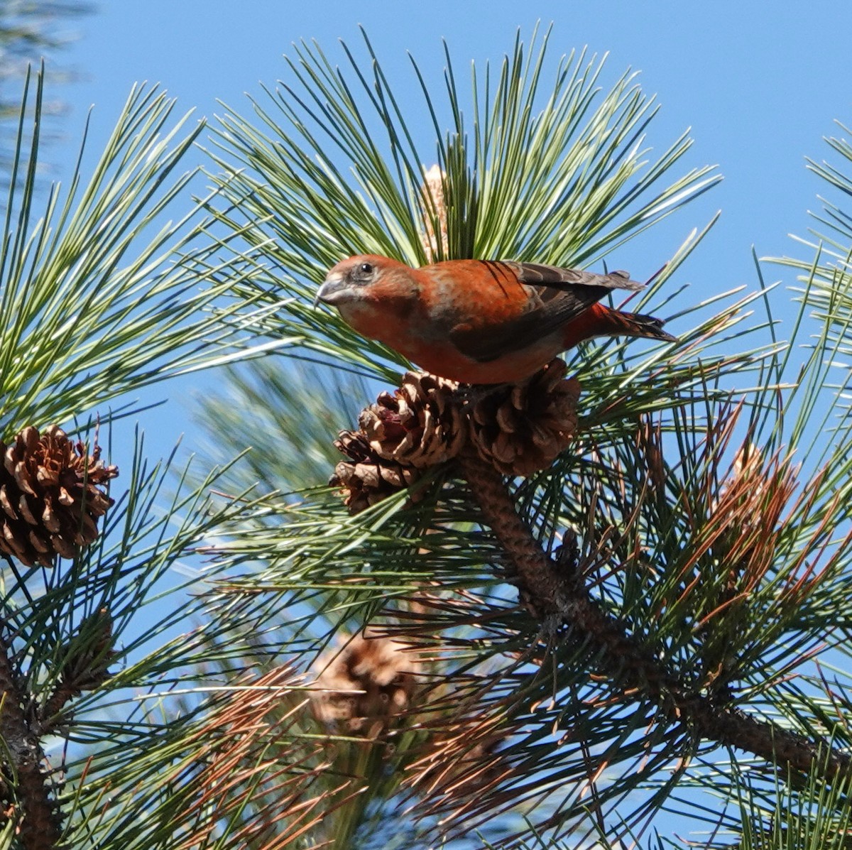 Red Crossbill - ML620352180