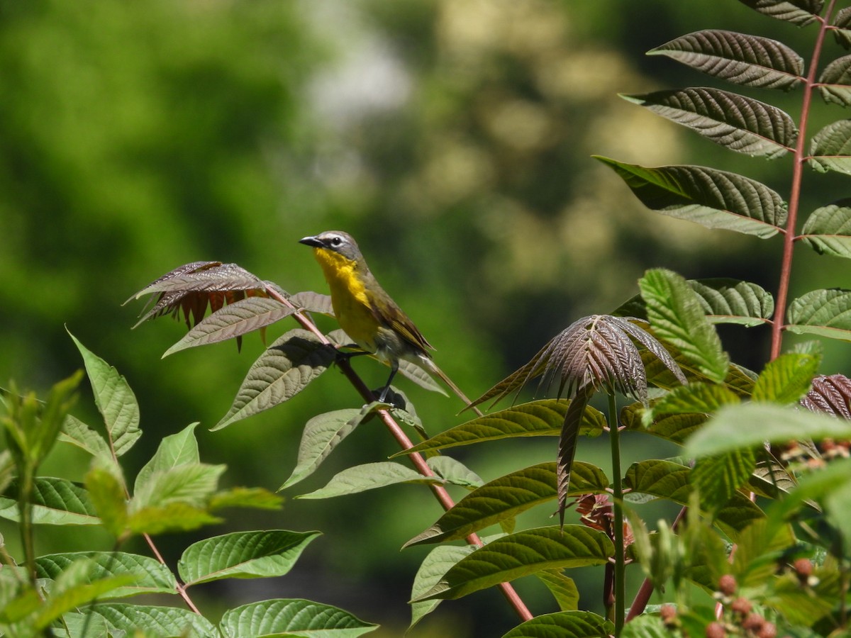 Yellow-breasted Chat - ML620352183