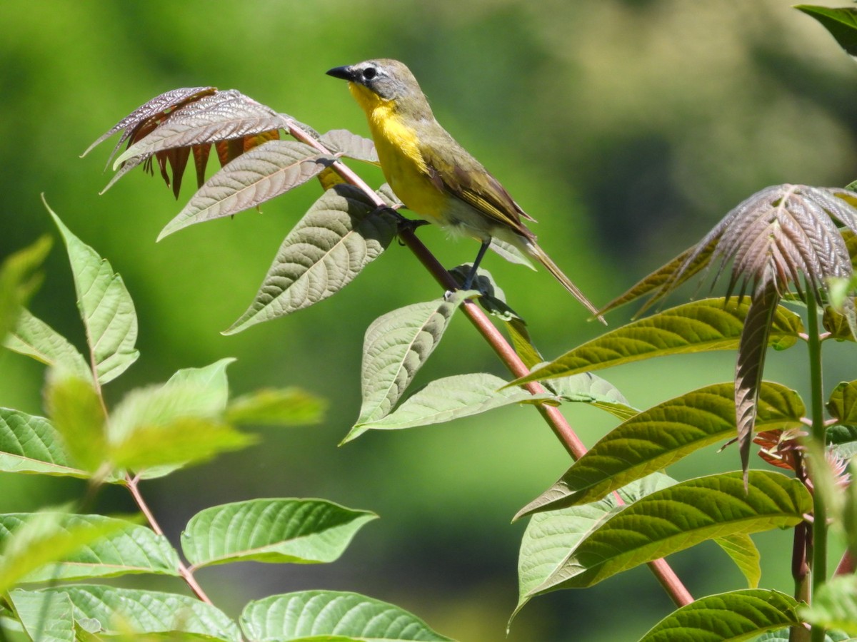 Yellow-breasted Chat - ML620352184