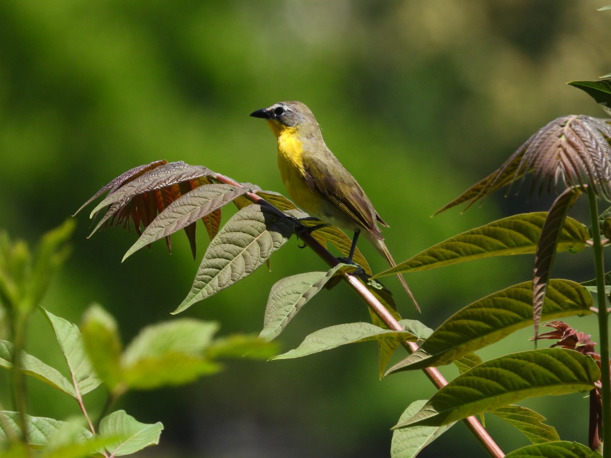 Yellow-breasted Chat - ML620352185