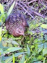 Spruce Grouse - Marc-Antoine Montpetit