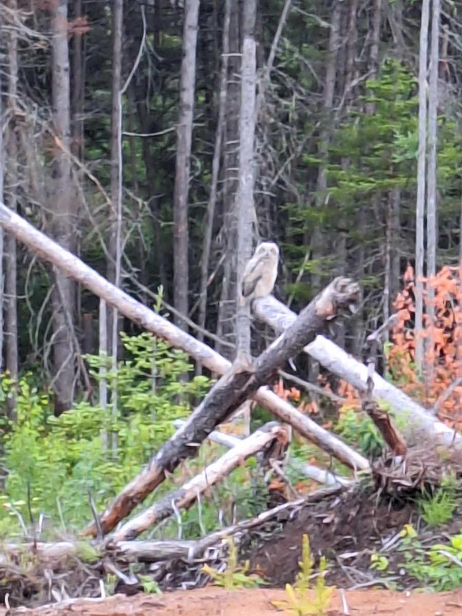 Great Horned Owl - ML620352200