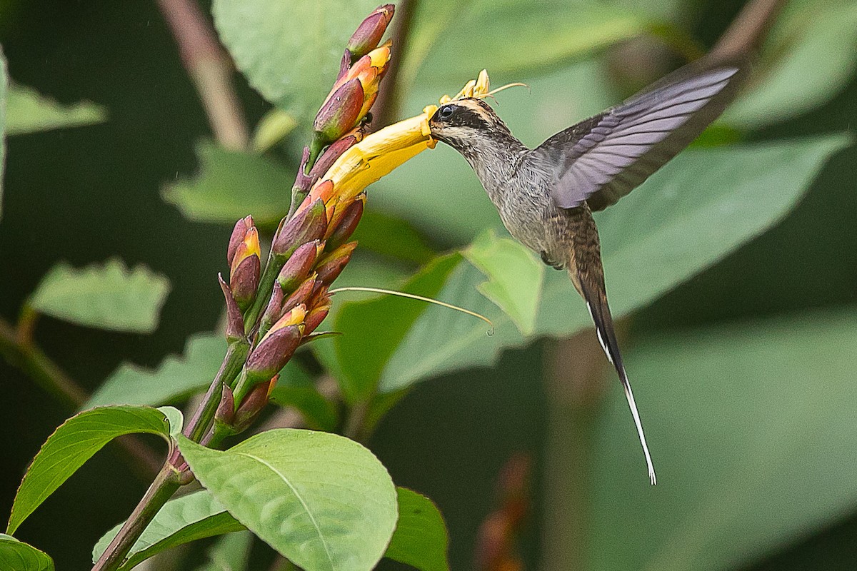 Scale-throated Hermit - ML620352204