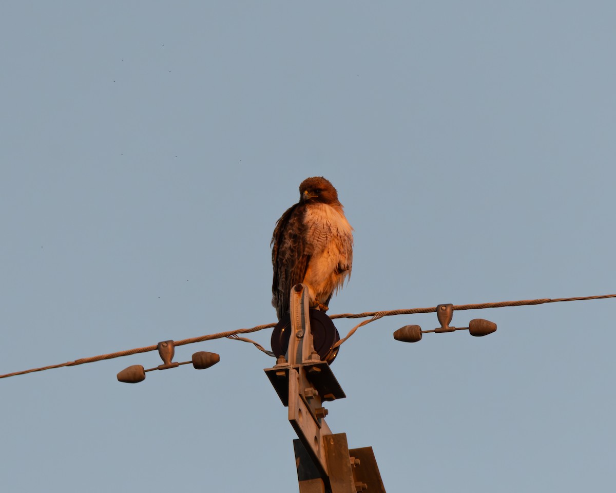Red-tailed Hawk - ML620352213