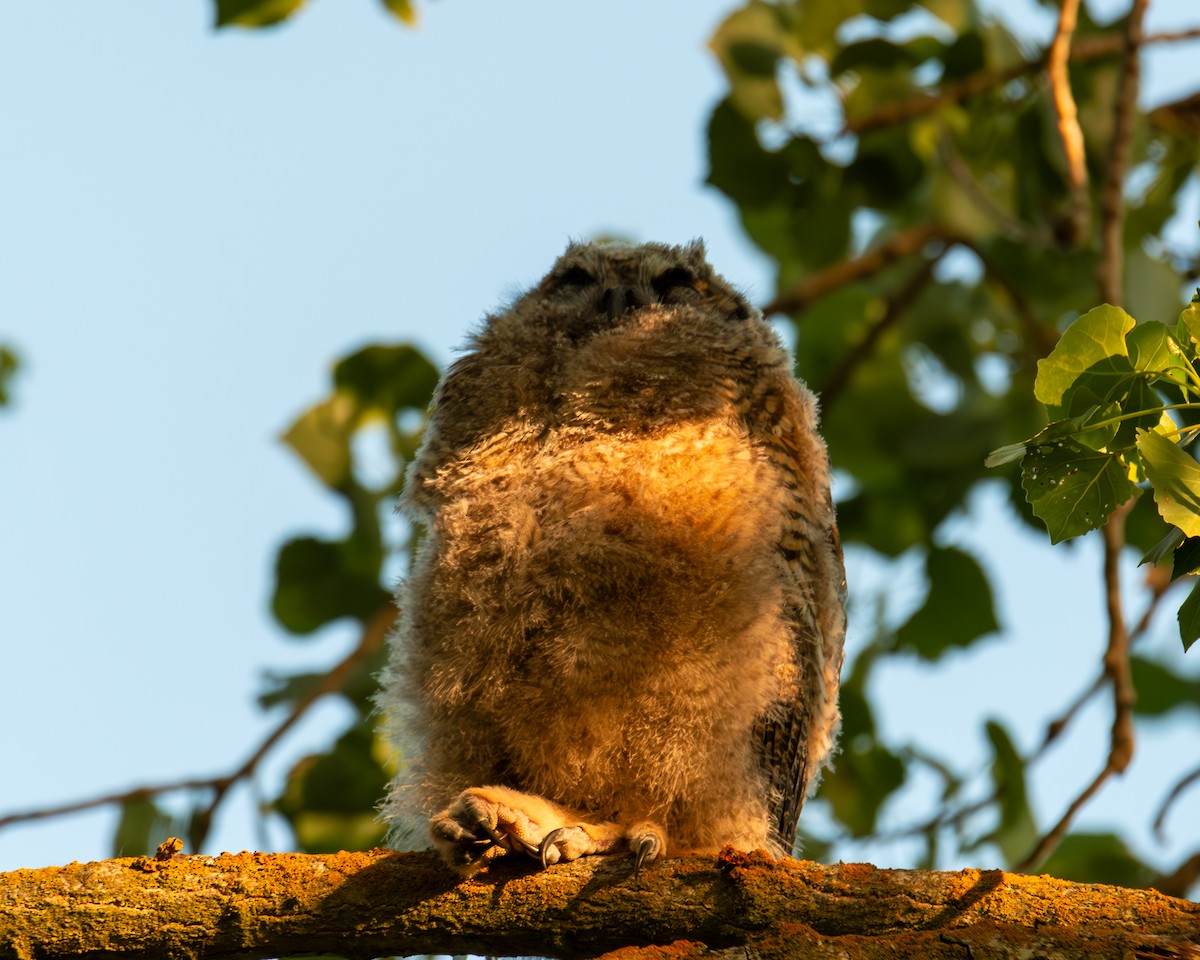 Great Horned Owl - ML620352218