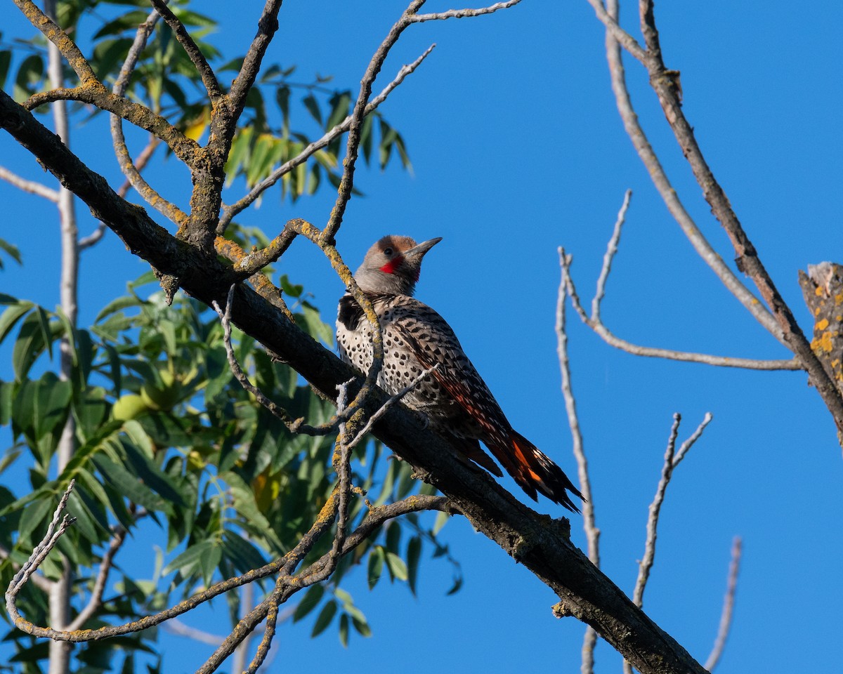 Northern Flicker (Red-shafted) - ML620352223